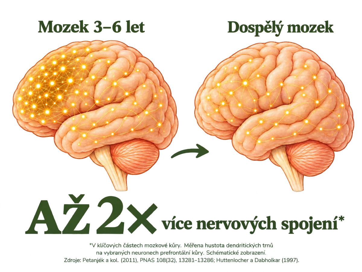Infografika: mozek dítěte 3–6 let má v klíčových oblastech až 2× více nervových spojení než dospělý mozek